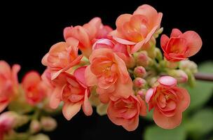 ai genererad kalanchoe blossfeldiana. ai genererad foto