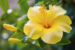 ai genererad stänga upp skön gul hibiskus blomma. ai genererad foto