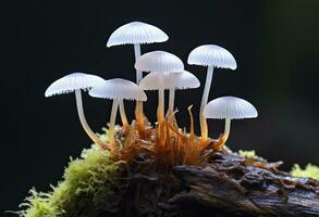 ai genererad hemimycena arter mairei. ai genererad. foto