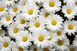 ai genererad vit daisy blommor. ai genererad foto