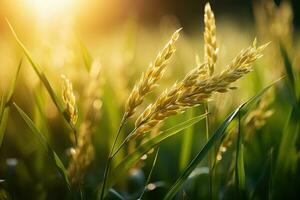 ai genererad öra av ris, ris fält, närbild av gul irländare ris fält med grön blad och solljus i de morgon- tid. foto