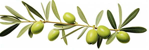ai genererad oliv träd gren, grön oliver och löv på vit bakgrund. ai genererad. foto