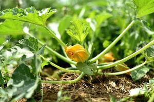 zucchini och dess blomma i tidigt sommar i ett ekologisk trädgård, Cucurbita pepo foto