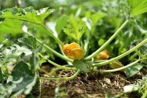 zucchini och dess blomma i tidigt sommar i ett ekologisk trädgård, Cucurbita pepo foto