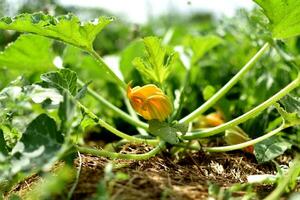 zucchini och dess blomma i tidigt sommar i ett ekologisk trädgård, Cucurbita pepo foto