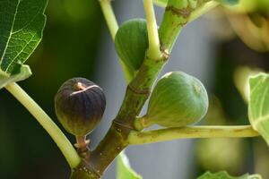 lila och grön fikon frukt hängande på de gren av en fikon träd, ficus carica foto