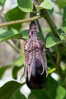 skön liten äggplanta på dess växt i ett ekologisk vegetabiliska trädgård, solanum melongena foto