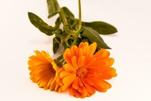 calendula officinalis blommor på vit bakgrund, asteraceae, calenduleae foto