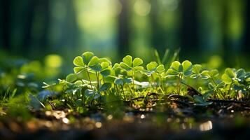 ai genererad klöver fält, löv närbild, vatten droppar, bokeh och solljus i de bakgrund. St Patrick s dag foto