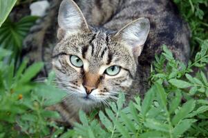 söt gråsvart inhemsk katt sitter på en betong blomma säng. foto