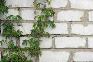 tjocklekar av vild vindruvor på en vit tegel vägg. foto