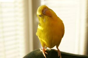 söt gul undulat papegoja ser på de kamera foto