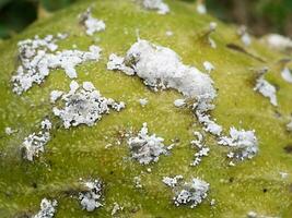 grupp av pseudococcidae på frukt. foto