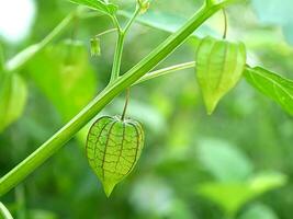 grön frukt av physalis minima på träd. foto