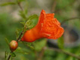 de blomma av granatäpple frukt. foto