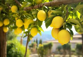 ai genererad citroner växande i en solig trädgård på amalfi kust i Italien. ai genererad foto