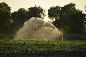 bevattning systemet i fält av meloner. vattning de fält. sprinkler foto