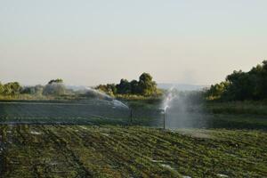 bevattning systemet i fält av meloner. vattning de fält. sprinkler foto