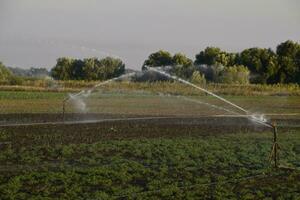 bevattning systemet i fält av meloner. vattning de fält. sprinkler foto