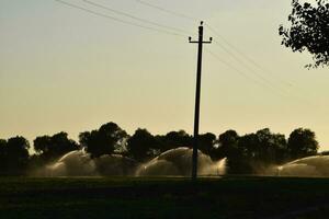 bevattning systemet i fält av meloner. vattning de fält. sprinkler foto