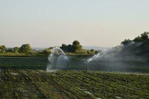 bevattning systemet i fält av meloner. vattning de fält. sprinkler foto