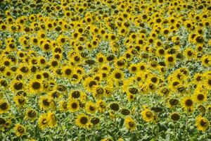 fält av blomning solrosor. blommande solrosor i de fält. solros fält på en solig dag. foto