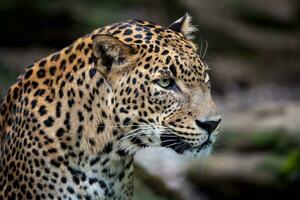 ceylon leopard, panthera pardus kotiya, stor fick syn på katt foto