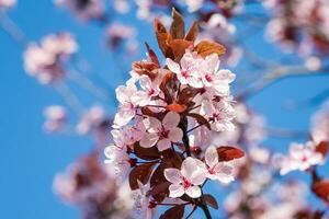 vår körsbär blommar, rosa blommor på en blå himmel. vår blommig bakgrund. körsbär blommor blomstrande i de våren. foto