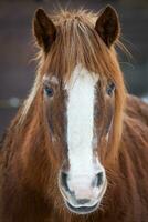 porträtt av brun häst foto