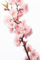 ai genererad rosa körsbär blomma på vit bakgrund, isolerat sakura träd gren foto