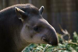 porträtt av söder amerikan tapir foto