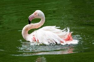 rosa flamingo badning foto