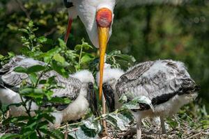 vit stork matning kycklingar. fåglar bo. familj mycteria cinerea i de bo. foto