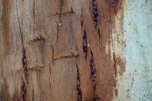 detalj av de bark av en träd texturer och repor på de bakgrund. foto