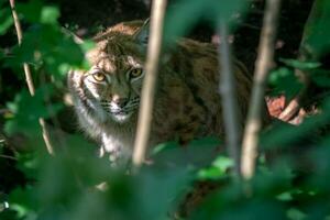 eurasian lodjur, porträtt av vild katt dold Bakom grön gren, djur- i de natur livsmiljö. foto