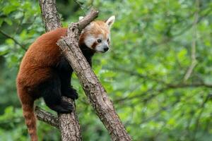 röd panda på de träd. söt panda Björn i skog livsmiljö. foto