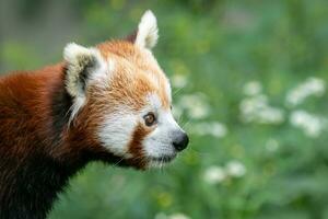 röd panda på de träd. söt panda Björn i skog livsmiljö. foto