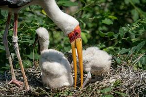 vit stork matning kycklingar. fåglar bo. familj mycteria cinerea i de bo. foto