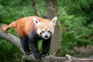 röd panda på de träd. söt panda Björn i skog livsmiljö. foto