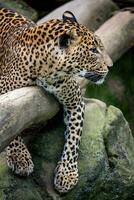 ceylon leopard, panthera pardus kotiya, stor fick syn på katt foto
