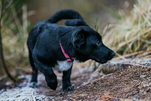 liten svart hund spelar på de gräs. liten blandras hund. foto