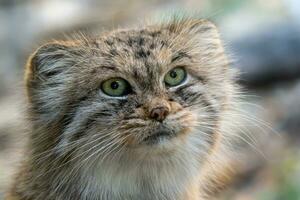 manul eller pallas's katt, otocolobus manul, söt vild katt från Asien. foto