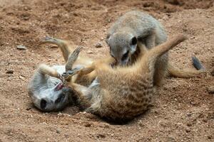 de meerkats bekämpa för territorium. meerkats eller suricates spela stridande i de sand foto