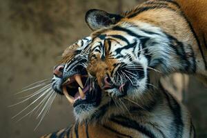 kel tigrar. sumatran tiger, panthera tigris sumatrae. foto