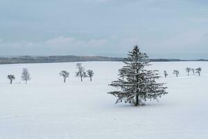 vinter- landskap - frostig vinter- gran träd på vinter- fält foto