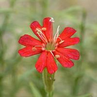 närbild av en ganska liten röd plankor catchfly blomma foto