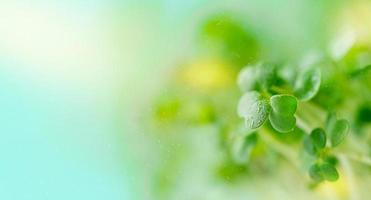 våren bakgrund. växande arugula gröna groddar. kopiera utrymme. selektivt fokus foto