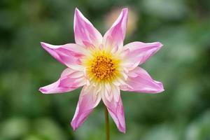 porträttvy av rosa vit dahlia mot suddig bakgrund foto