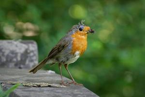 en ung robin med olika fångade insekter i näbben foto