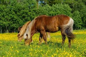 isländska hästar i ett gult fält foto